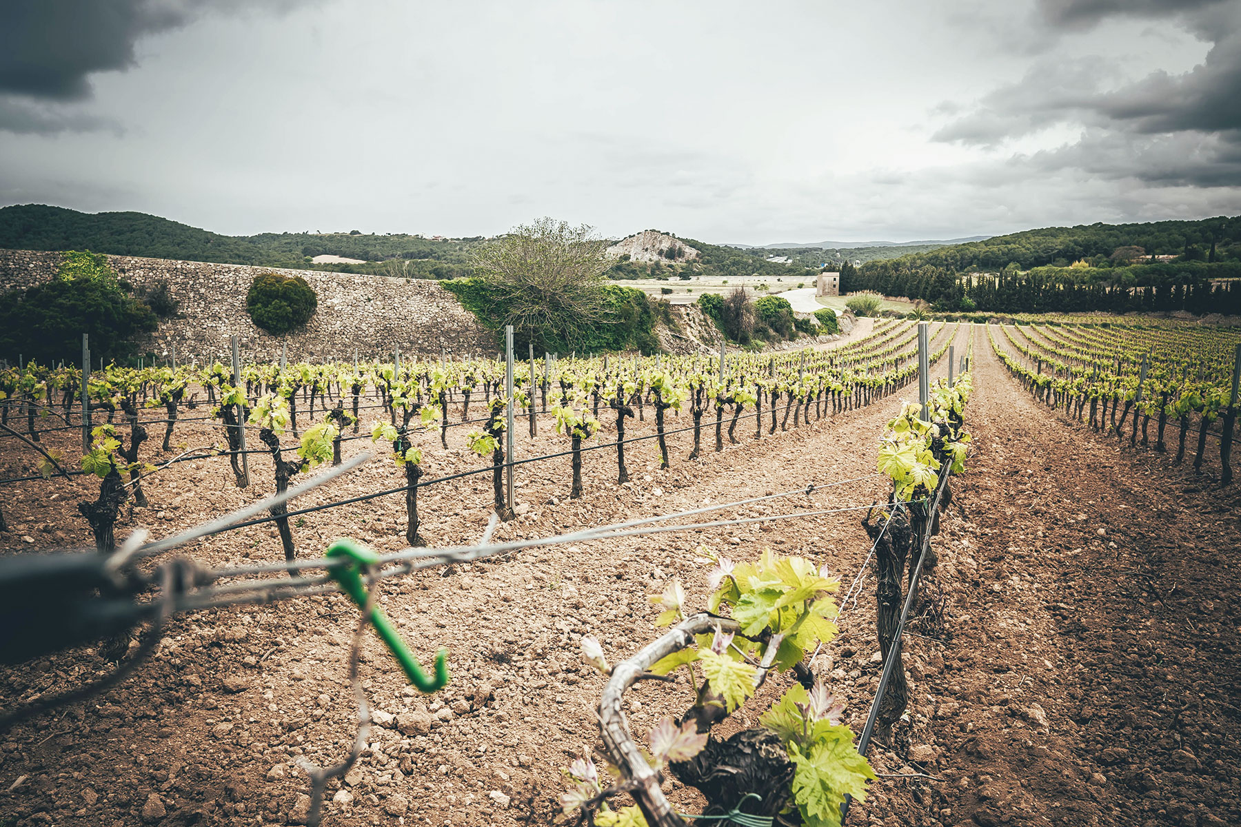 Zona de vinya afectada a l'Autòdrom